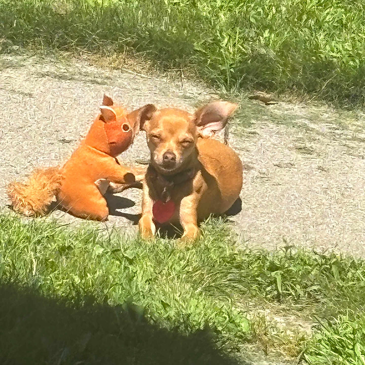 Sammy