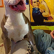 Princess Leia. is registered to the contest to win money with this photo: dog, smiling, indoor, poster, rosie_the_riveter, blanket, bed, motivational, canine, tongue_out, brown_and_white, animal, pet, human_hand, fabric, wall, decor, happy, sitting, closeup