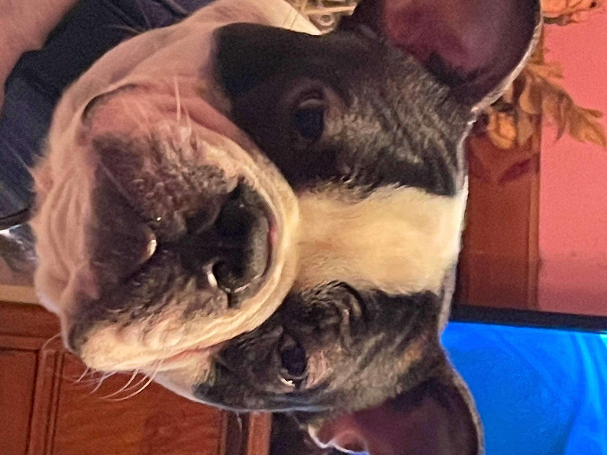 Finnegan joined the competition — help win amazing prizes! canidae, carnivore, cloud, companion_dog, dog, dog_breed, ear, eyewear, fawn, fur, happy, human_body, jaw, mammal, personal_protective_equipment, selfie, snout, sporting_group, whiskers, working_animal