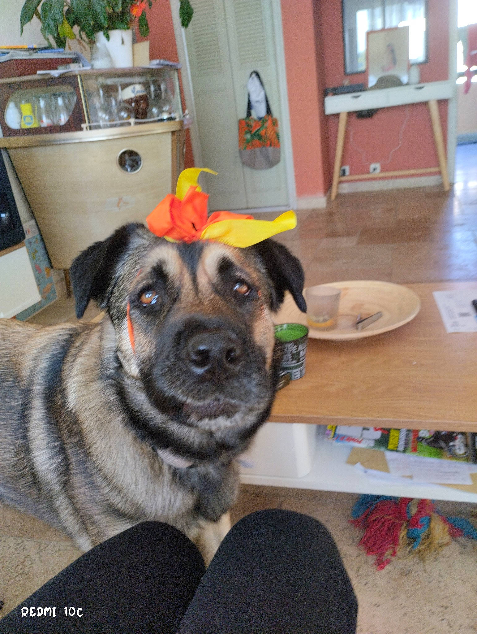 Lolie a rejoint le concours — aidez-le/la à gagner de superbes lots ! cabinetry, carnivore, companion_dog, dog, dog_breed, fawn, floor, flooring, fur, german_shepherd_dog, hardwood, houseplant, king_shepherd, kitchen_appliance, refrigerator, room, snout, sporting_group, whiskers, wood