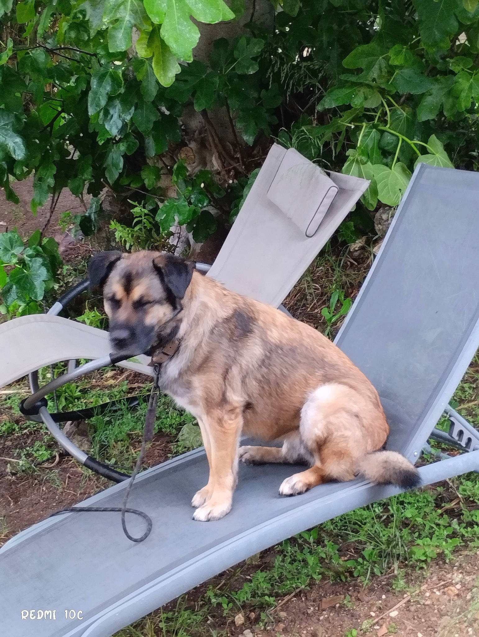 Lolie participe au concours pour gagner de l'argent avec cette photo : canidae, canis, carnivore, companion_dog, dog, dog_breed, fawn, german_shepherd_dog, grass, outdoor_furniture, plant, snout, sporting_group, street_dog, table, tail, terrestrial_animal, wildlife, working_animal, working_dog