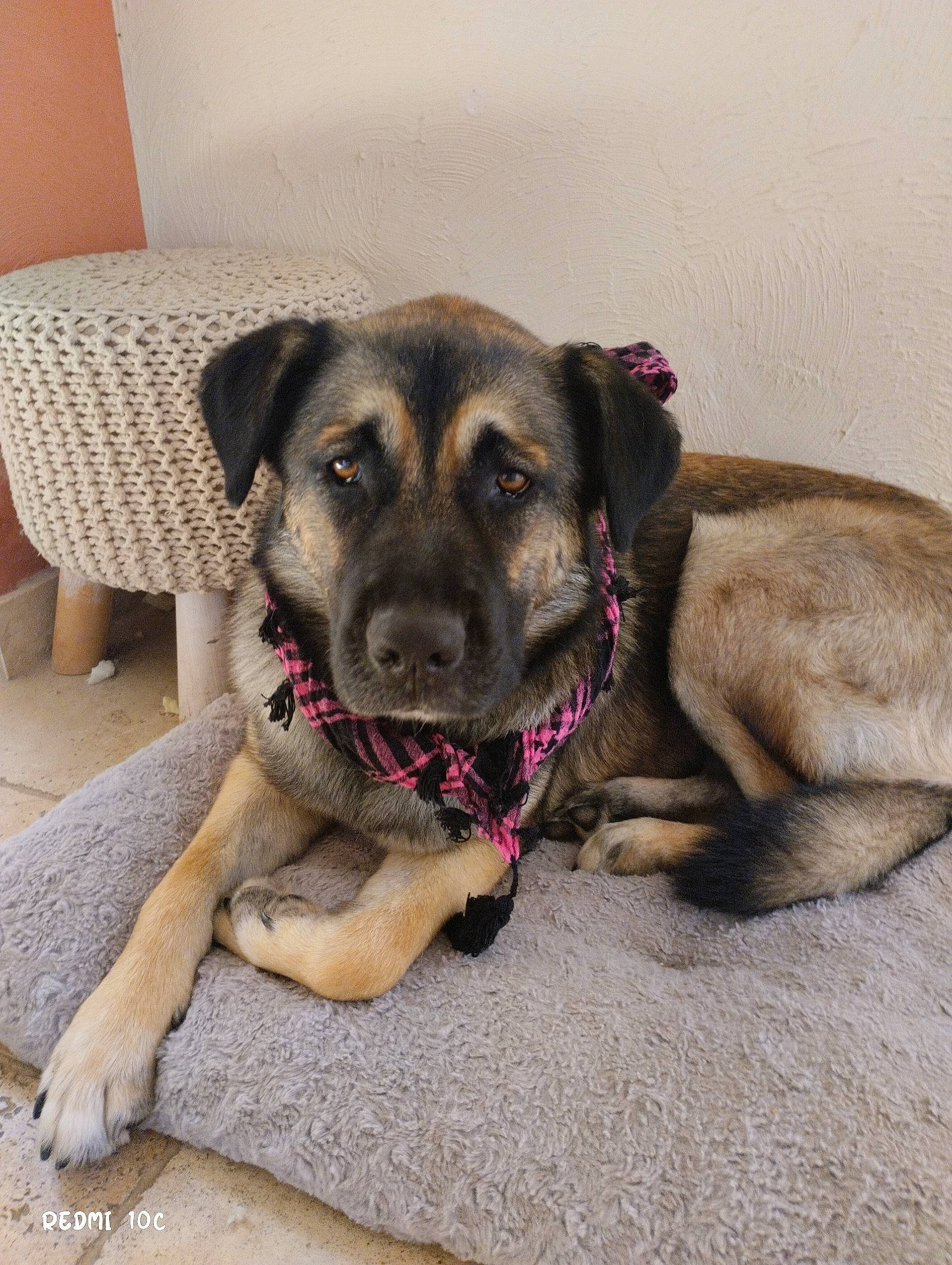 Lolie a rejoint le concours — aidez-le/la à gagner de superbes lots ! canidae, carnivore, collar, companion_dog, dog, dog_breed, dog_supply, fawn, flooring, foot, leonberger, paw, pet_supply, puppy, snout, sporting_group, street_dog, working_animal, working_dog