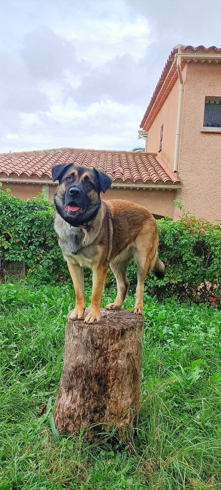 Lolie a rejoint le concours — aidez-le/la à gagner de superbes lots ! canidae, carnivore, cloud, companion_dog, dog, dog_breed, fawn, garden_hose, grass, guard_dog, plant, sky, snout, sporting_group, tree, tree_stump, window, wood, working_animal, working_dog
