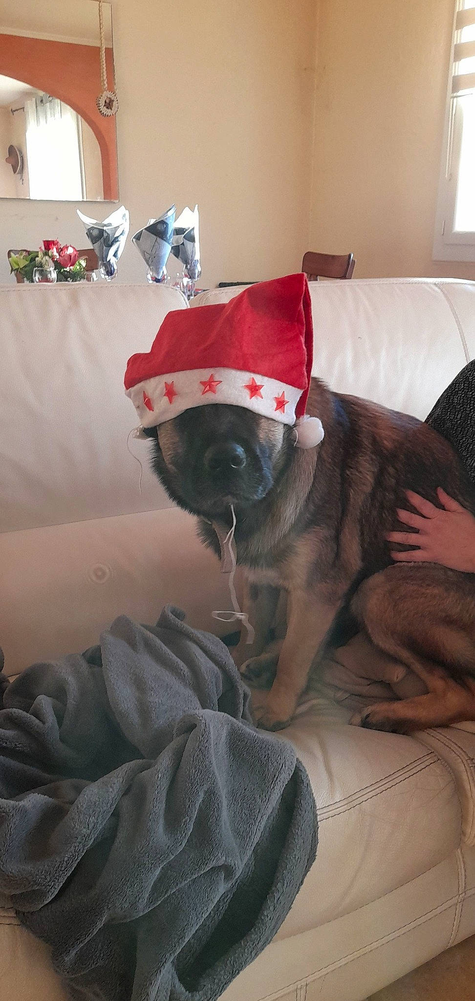 Lolie a rejoint le concours — aidez-le/la à gagner de superbes lots ! carmine, carnivore, comfort, companion_dog, couch, dog, dog_breed, fawn, felidae, flooring, fur, linens, room, small_to_medium_sized_cats, snout, sporting_group, toy_dog, whiskers, window, working_animal