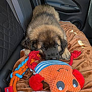 Balto a rejoint le concours — aidez-le/la à gagner de superbes lots ! animal, blanket, blue, brown, car_interior, cozy, cute, dog, fur, indoors, orange, pet, plush_toy, puppy, red, resting, rope_toy, seat, sleepy, toy