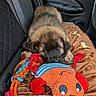 animal, blanket, blue, brown, car_interior, cozy, cute, dog, fur, indoors, orange, pet, plush_toy, puppy, red, resting, rope_toy, seat, sleepy, toy