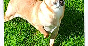 Cacahuãte is registered to the contest to win money with this photo: alert, animal, cute, daylight, dog, ears, fur, grass, greenery, mammal, nature, one_paw_up, outdoor, pet, playful, shadow, small_dog, standing, sunlight, tan_dog