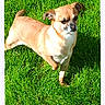 alert, animal, brown_dog, canine, companion, curious, daylight, dog, fur, grass, greenery, mammal, nature, one_paw_raised, outdoor, pet, playful, small_dog, standing, sunlight