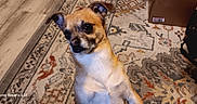 Cacahuãte is registered to the contest to win money with this photo: accessories, adult, animal, architecture, building, canine, chihuahua, dog, female, hardwood, hound, indoors, interiordesign, person, pet, pug, puppy, strap, woman, wood