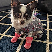 Coco is registered to the contest to win money with this photo: animal, carpet, chihuahua, cozy, cute, dog, dog_boots, domestic_animal, ears, festive_outfit, fur, holiday_theme, indoor, looking_up, patterned_rug, pet, pet_clothing, sitting, small_dog, toy