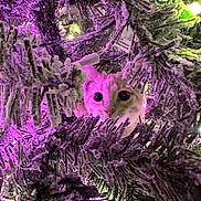 Winky is registered to the contest to win money with this photo: cat, christmas_tree, holiday_lights, pine_branches, snow_effect, purple_lighting, curious, wide_eyes, festive, indoors, animal, pet, decorations, closeup, nature, winter, greenery, ornaments, seasonal, cute