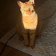 Toby is registered to the contest to win money with this photo: cat, orange_cat, ginger_cat, feline, pet, sitting, portrait, animal, whiskers, ears, eyes, fur, tabby, indoor, rug, carpet, wooden_floor, sunlight, shadow, home