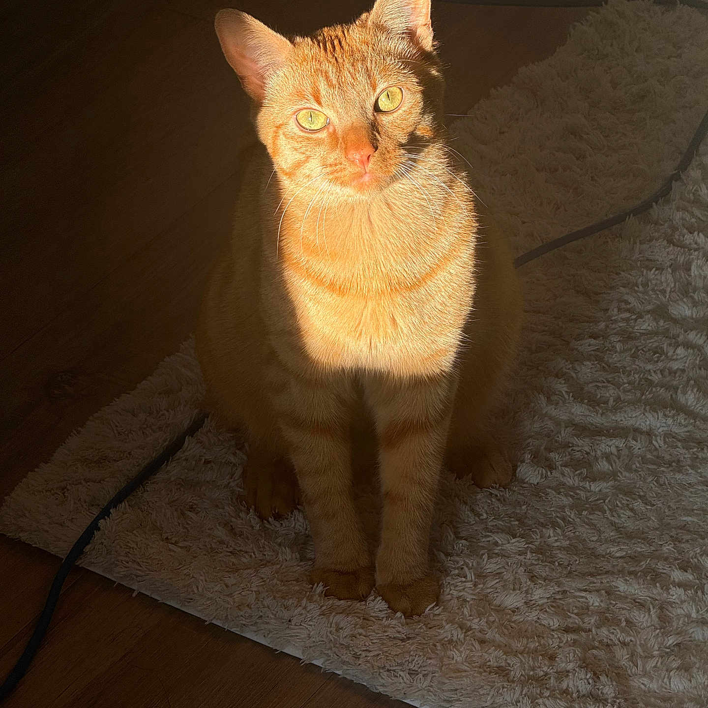 Toby is registered to the contest to win money with this photo: cat, orange_cat, ginger_cat, feline, pet, sitting, portrait, animal, whiskers, ears, eyes, fur, tabby, indoor, rug, carpet, wooden_floor, sunlight, shadow, home