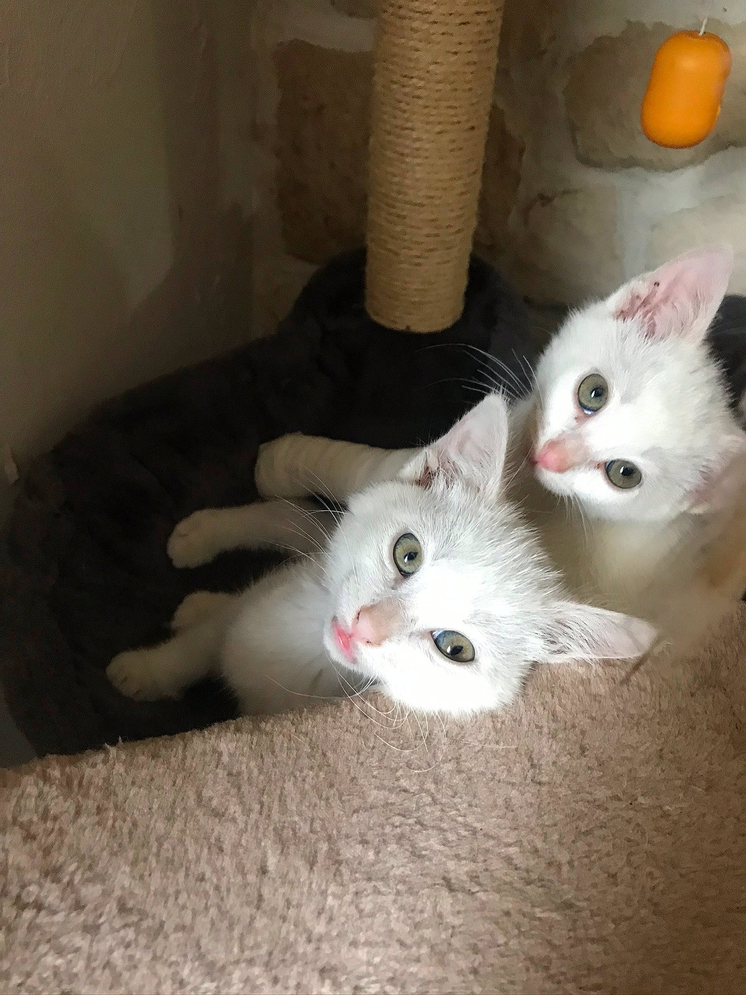 Papou Et Poupette a rejoint le concours — aidez-le/la à gagner de superbes lots ! american_curl, burmilla, carnivore, cat, domestic_long_haired_cat, domestic_short_haired_cat, eye, felidae, iris, khao_manee, kitten, mammal, ojos_azules, skin, small_to_medium_sized_cats, turkish_angora, turkish_van, vertebrate, whiskers, white