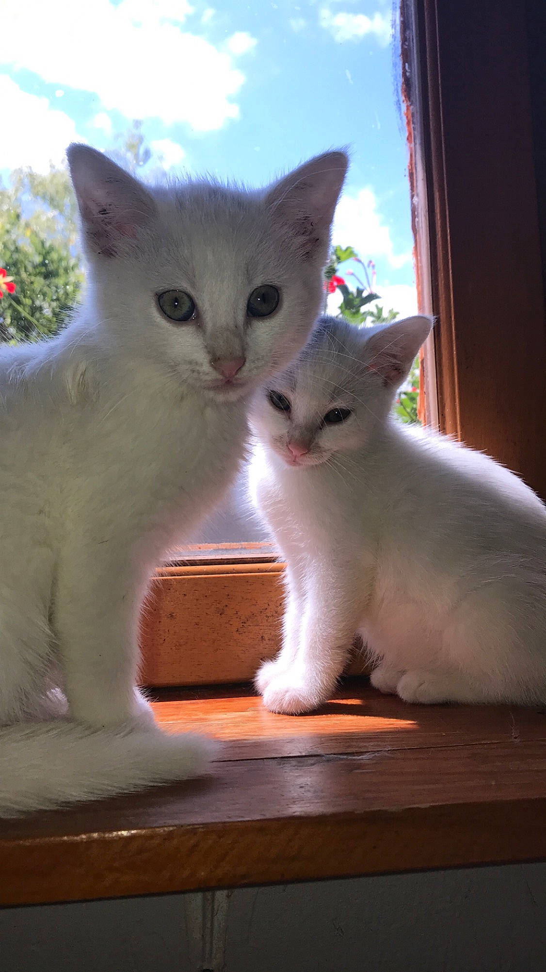 Papou Et Poupette participe au concours pour gagner de l'argent avec cette photo : aegean_cat, american_wirehair, asian, burmilla, carnivore, cat, colorpoint_shorthair, domestic_short_haired_cat, fawn, felidae, german_rex, javanese, khao_manee, kitten, mammal, small_to_medium_sized_cats, turkish_angora, turkish_van, vertebrate, whiskers