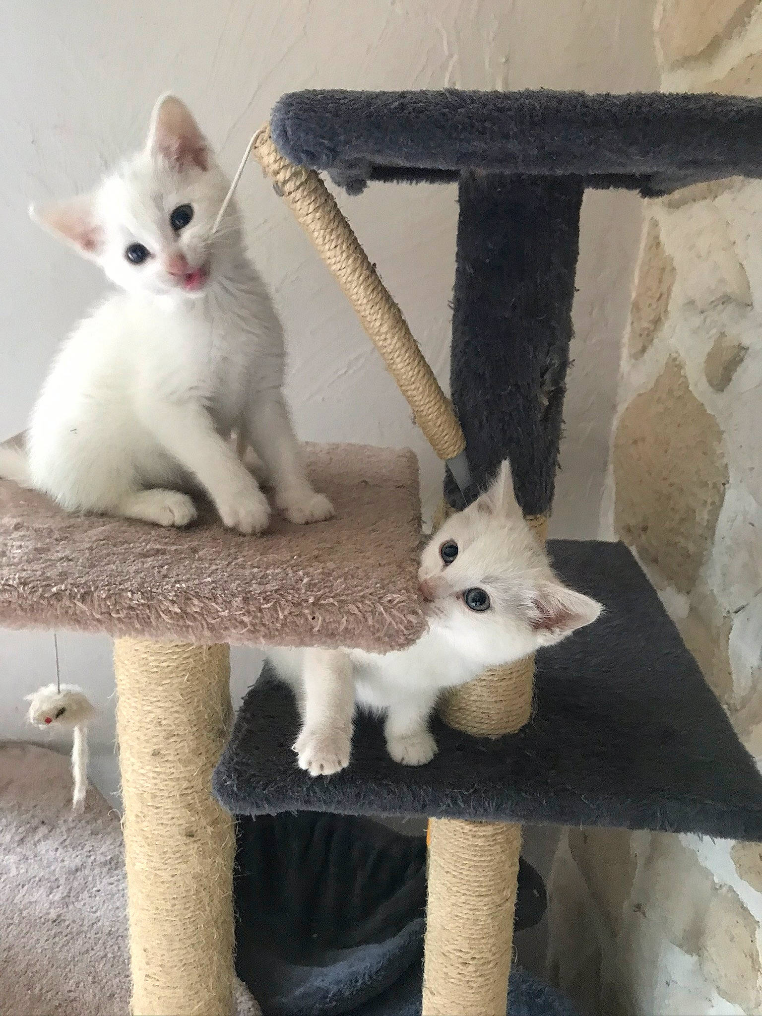 Papou Et Poupette a rejoint le concours — aidez-le/la à gagner de superbes lots ! aegean_cat, carnivore, cat, cat_furniture, devon_rex, domestic_short_haired_cat, fawn, felidae, khao_manee, kitten, mammal, oriental_shorthair, small_to_medium_sized_cats, tail, turkish_angora, turkish_van, vertebrate, whiskers, white