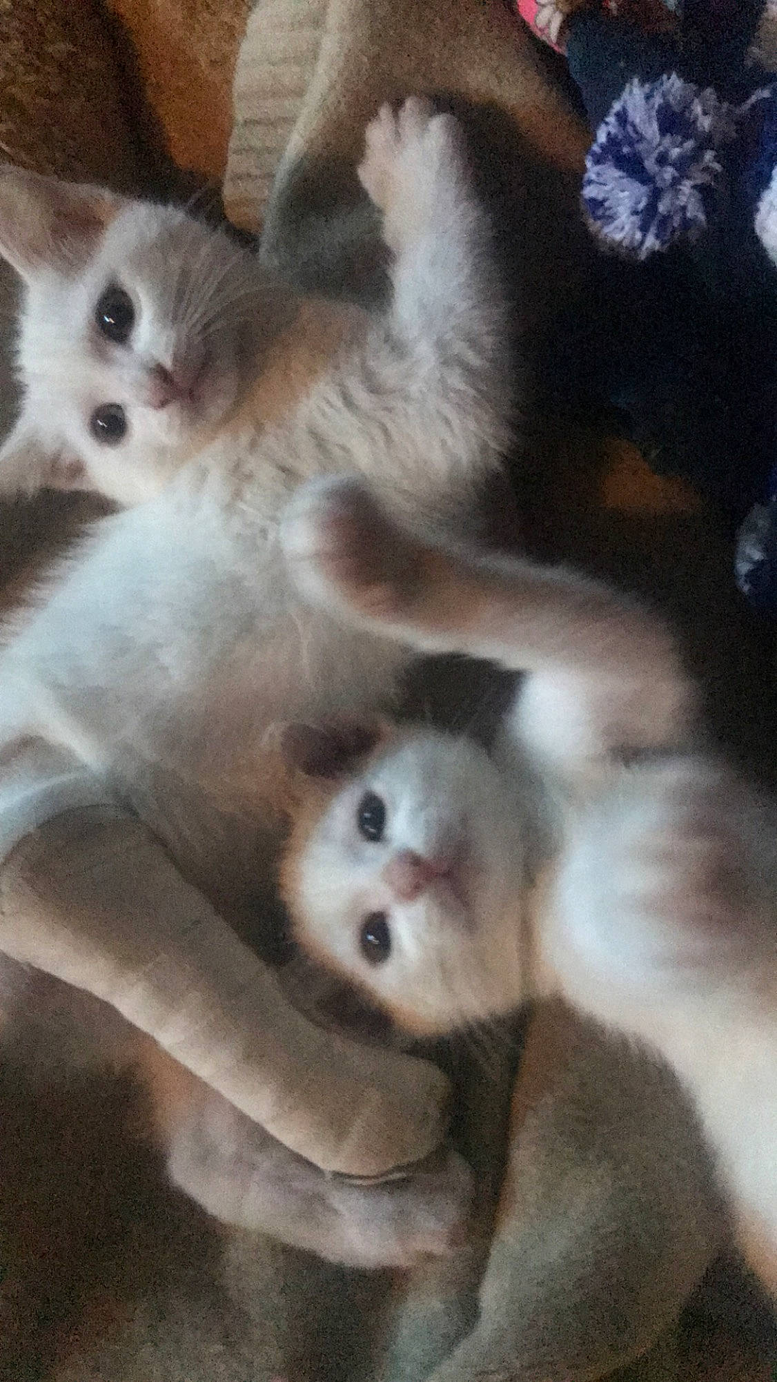 Papou Et Poupette participe au concours pour gagner de l'argent avec cette photo : birman, carnivore, cat, fawn, felidae, fur, kitten, mammal, ragdoll, small_to_medium_sized_cats, vertebrate, whiskers