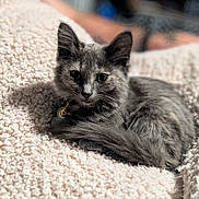 Bootsy joined the competition — help win amazing prizes! kitten, cat, gray_cat, pet, feline, animal, cute, fluffy, relaxing, blanket, cozy, indoor, fur, whiskers, collar, closeup, soft, resting, sleepy, young_cat
