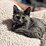 kitten, cat, gray_cat, pet, feline, animal, cute, fluffy, relaxing, blanket, cozy, indoor, fur, whiskers, collar, closeup, soft, resting, sleepy, young_cat