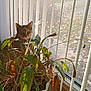 Gato joined the competition — help win amazing prizes! cat, plant, window, blinds, indoor, leaf, sunlight, table, pot, green, brown, curious, animal, pet, nature, daylight, shadow, cozy, home, feline