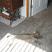 Gato joined the competition — help win amazing prizes! cat, tabby_cat, carpet, sunlight, vintage_furniture, chair, door, indoor, relaxation, shadow, wood_floor, rug, black_clothing, home_interior, resting, pet, striped_cat, cozy, furniture_leg, doorway