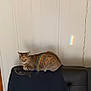 Gato joined the competition — help win amazing prizes! cat, tabby, indoor, rainbow, light, wall, chair, furniture, door, clothing, carpet, shadow, prism, resting, pet, animal, striped, relaxing, home, sunlight