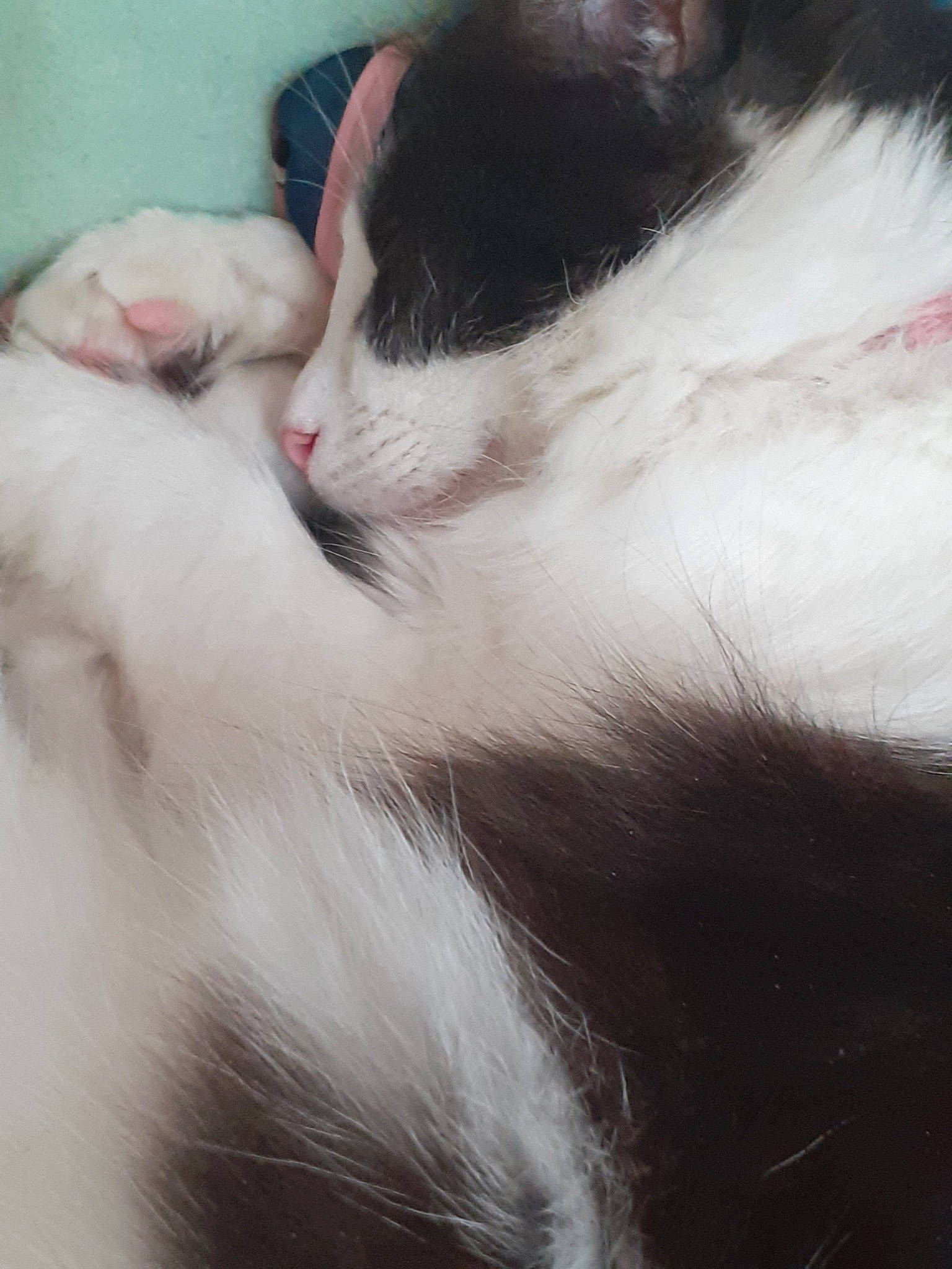 Brock is registered to the contest to win money with this photo: carnivore, cat, domestic_long_haired_cat, ear, eye, felidae, fur, kitten, nap, norwegian_forest_cat, nose, polydactyl_cat, skin, sleep, small_to_medium_sized_cats, snout, tail, whiskers