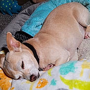 Chelsea is registered to the contest to win money with this photo: animal_prints, bed, blanket, carpet, collar, comfort, cozy, cute, dog, fur, indoor, nap, paw, pet, relaxation, resting, sleeping, small_dog, soft, toy