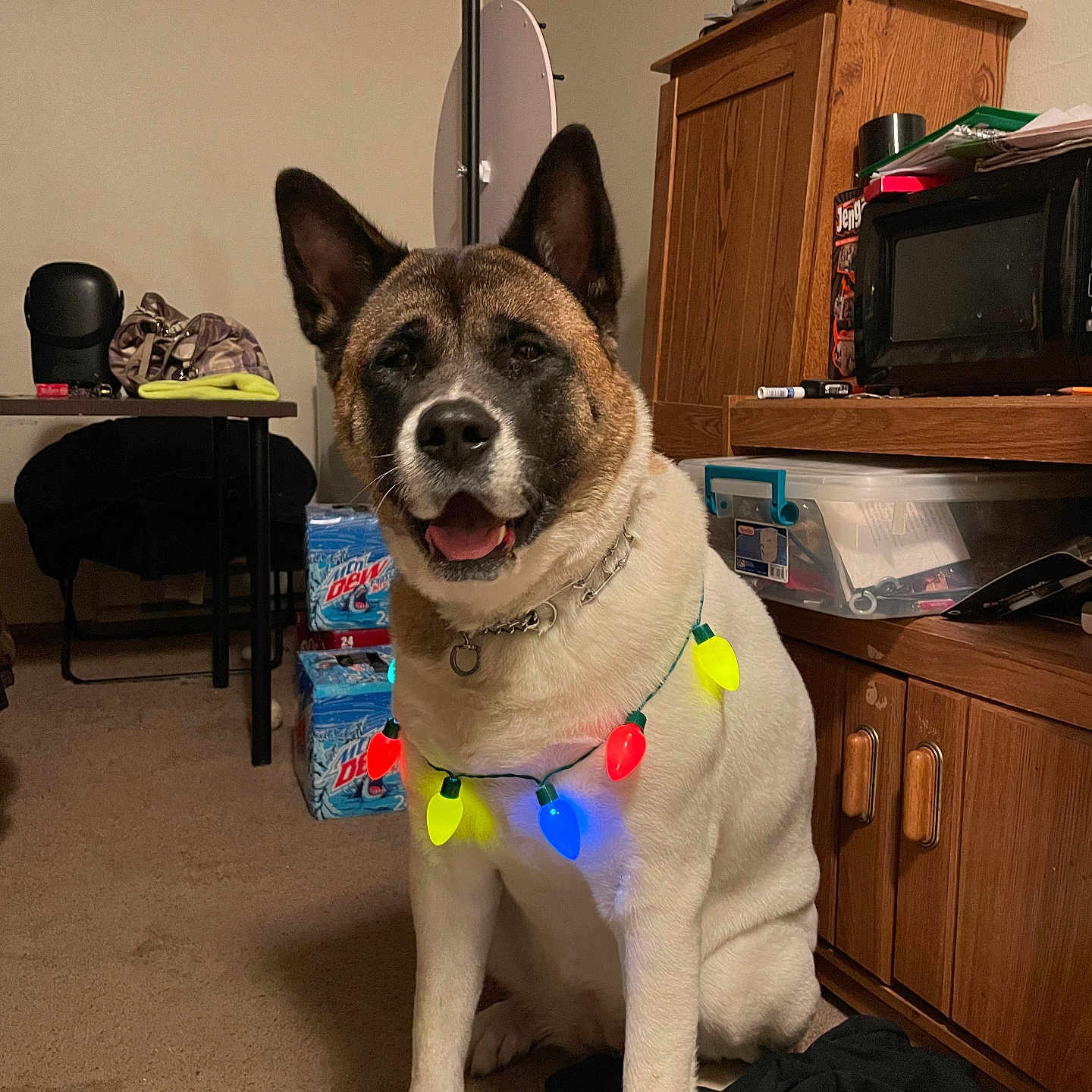 Gizmo is registered to the contest to win money with this photo: appliance, cabinet, canine, carpet, christmas_lights, collar, decor, dog, floor, furniture, happy, household_items, indoor, indoor_lighting, microwave, pet, room, sitting, smiling, table