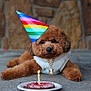 dog, poodle, puppy, party_hat, birthday_cake, candle, necklace, pet, brown_fur, fluffy, celebration, plate, concrete_floor, stone_wall, accessory, cute, portrait, sitting, food, outdoor