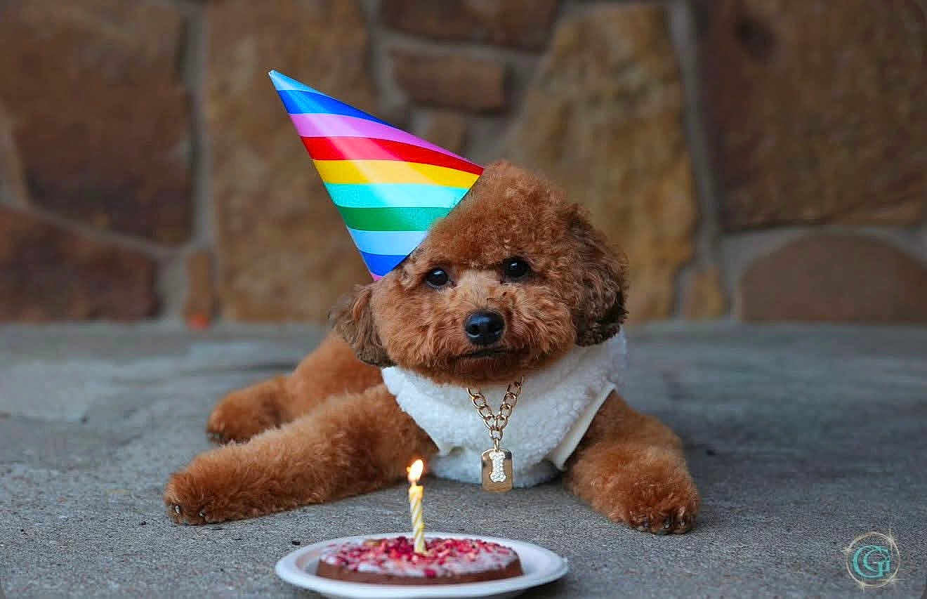 Nugget joined the competition — help win amazing prizes! dog, poodle, puppy, party_hat, birthday_cake, candle, necklace, pet, brown_fur, fluffy, celebration, plate, concrete_floor, stone_wall, accessory, cute, portrait, sitting, food, outdoor