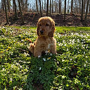 Bob participe au concours pour gagner de l'argent avec cette photo : cocker_spaniel, cute, dog, flowers, forest, golden_fur, grass, greenery, leaf_litter, nature, outdoors, portrait, puppy, shadow, sitting, spring, sunlight, trees, undergrowth, wildflowers
