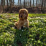 cocker_spaniel, cute, dog, flowers, forest, golden_fur, grass, greenery, leaf_litter, nature, outdoors, portrait, puppy, shadow, sitting, spring, sunlight, trees, undergrowth, wildflowers