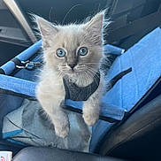 Mowgli joined the competition — help win amazing prizes! kitten, cat, blue_eyes, pet_carrier, car_interior, seatbelt, furry, cute, animal, pet, young_cat, curious, domestic_cat, indoor, closeup, adorable, feline, small_animal, soft_fur, transport