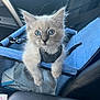 kitten, cat, blue_eyes, pet_carrier, car_interior, seatbelt, furry, cute, animal, pet, young_cat, curious, domestic_cat, indoor, closeup, adorable, feline, small_animal, soft_fur, transport