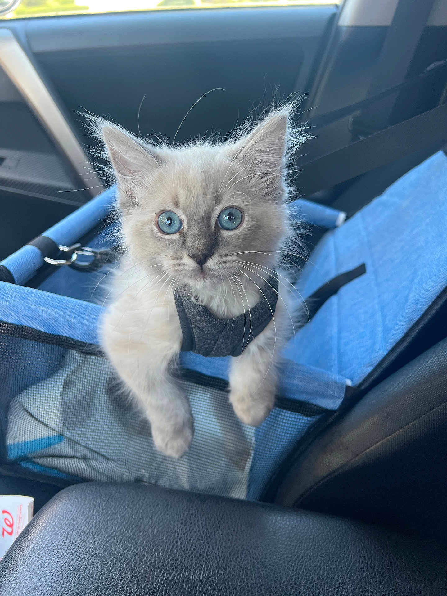 Mowgli