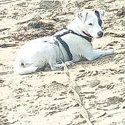 Neige a rejoint le concours — aidez-le/la à gagner de superbes lots ! animal, beach, black_patch, calm, canine, daylight, dog, harness, leash, lying_down, nature, outdoor, pet, quiet, resting, sand, seaweed, summer, vacation, white_dog
