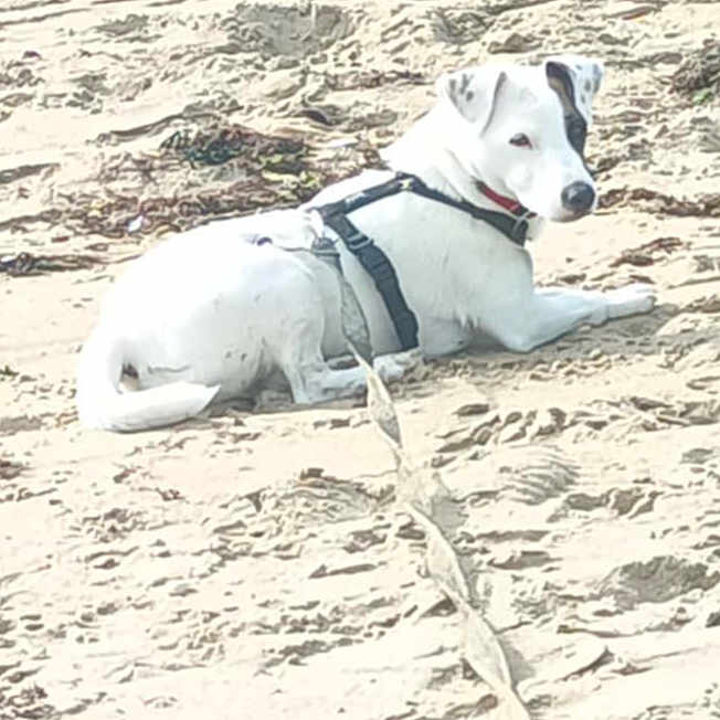 Neige a rejoint le concours — aidez-le/la à gagner de superbes lots ! animal, beach, black_patch, calm, canine, daylight, dog, harness, leash, lying_down, nature, outdoor, pet, quiet, resting, sand, seaweed, summer, vacation, white_dog