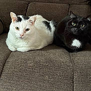 Zeus And Hera joined the competition — help win amazing prizes! cat, cats, white_cat, black_cat, couch, furniture, pet, animal, indoor, relaxed, fur, pair, companion, resting, cute, whiskers, green_eyes, black_and_white, home, cozy