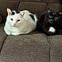 cat, cats, white_cat, black_cat, couch, furniture, pet, animal, indoor, relaxed, fur, pair, companion, resting, cute, whiskers, green_eyes, black_and_white, home, cozy
