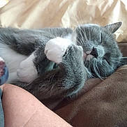 Kitty is registered to the contest to win money with this photo: cat, sleeping, gray_cat, white_paws, cozy, blanket, soft, fur, whiskers, pet, resting, close_up, indoor, cute, animal, relaxed, nap, feline, comfort, warm