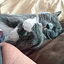 cat, sleeping, gray_cat, white_paws, cozy, blanket, soft, fur, whiskers, pet, resting, close_up, indoor, cute, animal, relaxed, nap, feline, comfort, warm