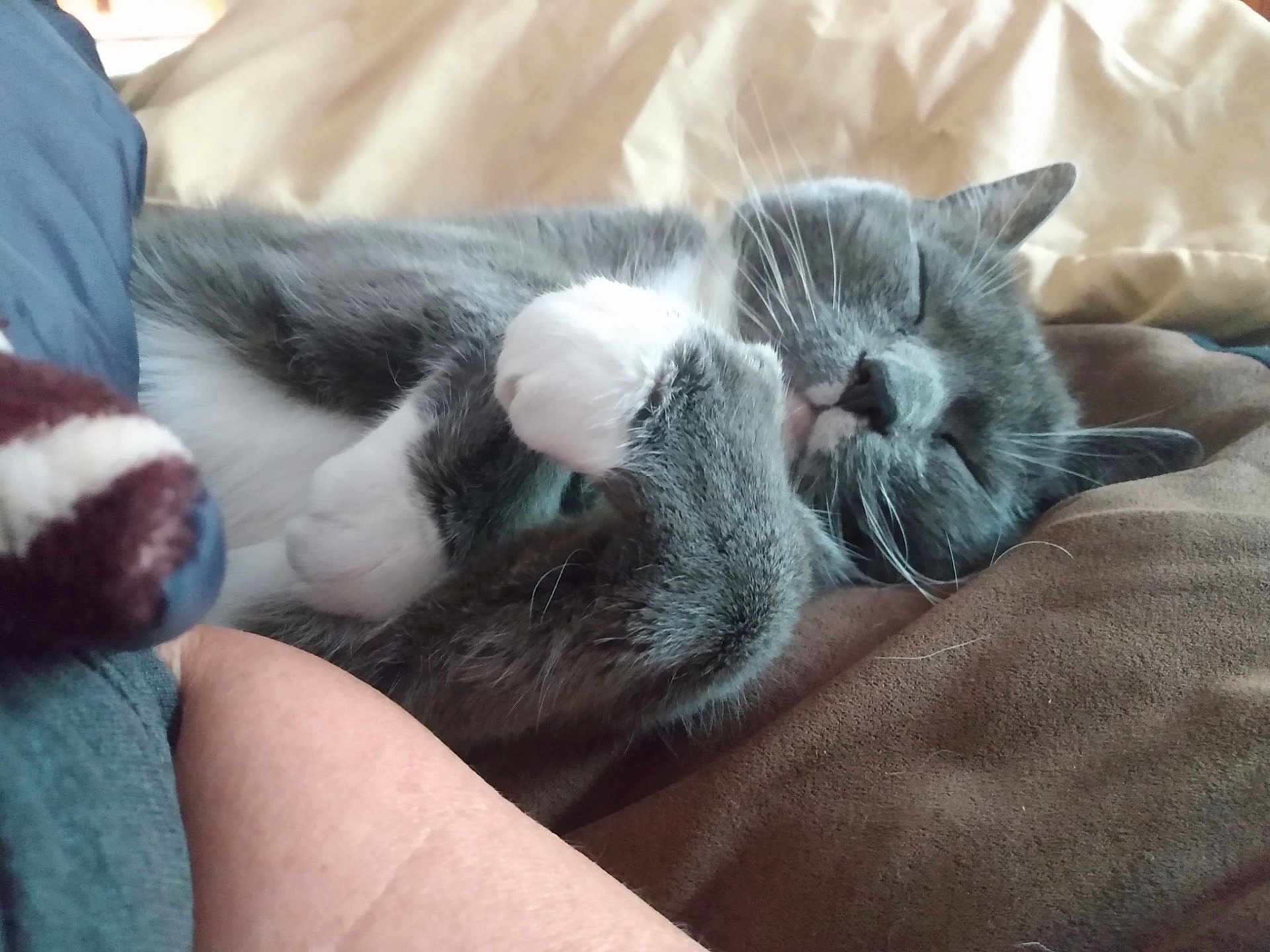 Kitty