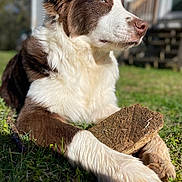 Mazie joined the competition — help win amazing prizes! animal, background_blur, brown_and_white, canine, close_up, daylight, dog, fur, grass, house, nature, outdoor, paw, pet, portrait, relaxed, resting, snout, sunlight, wood