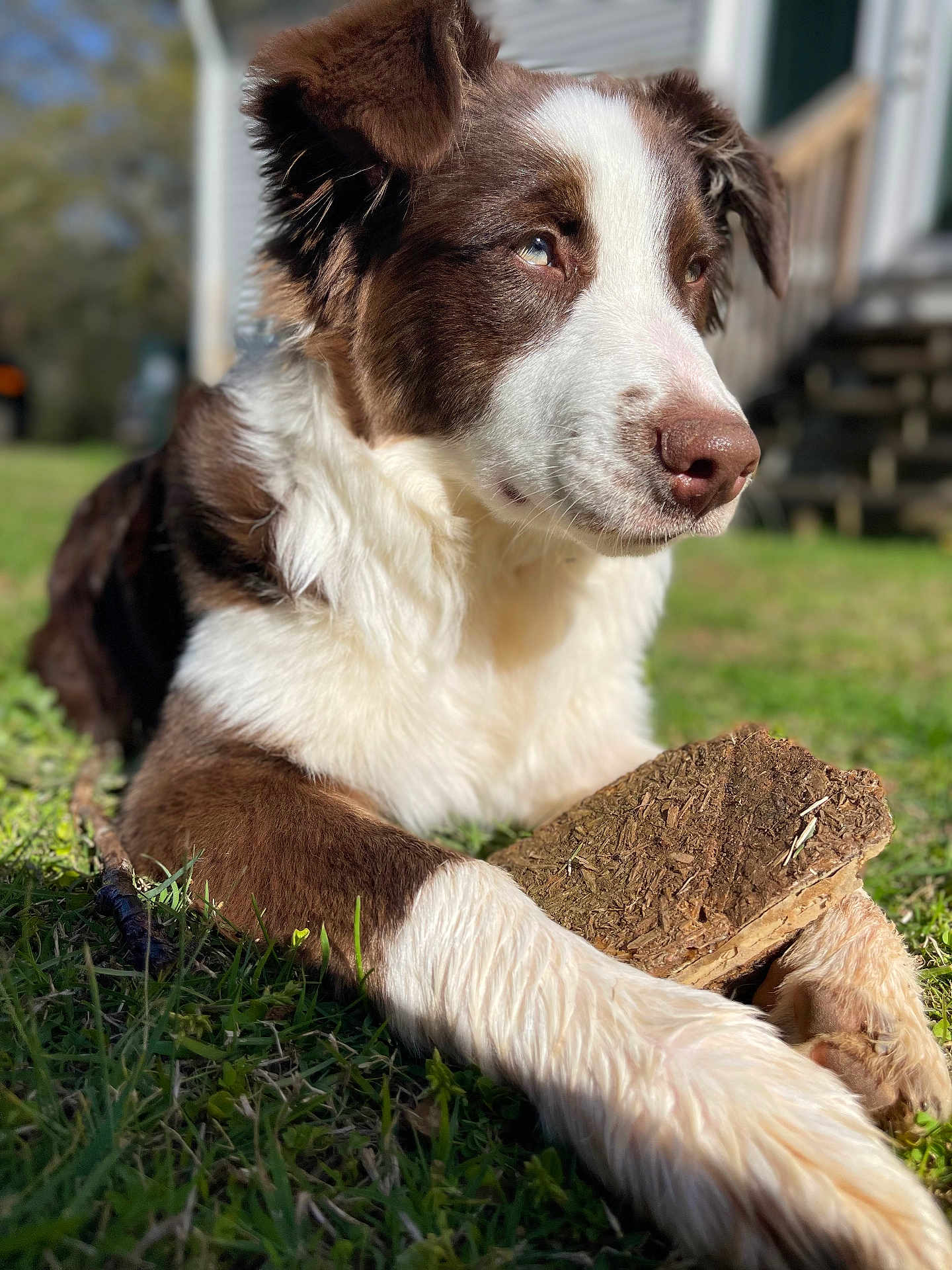 Mazie