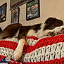 animal, blanket, blue, comfort, cozy, crochet, dog, family_photos, frame, furry, home, indoor, napping, paw, pet, red, resting, sleeping, wall, white