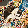 cat, quilt, patterned, colorful, feline, pet, indoor, cozy, curled_up, fur, white, black, brown, pink_paw, bed, resting, animal, cute, relaxed, home