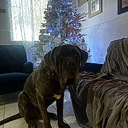 Vinny joined the competition — help win amazing prizes! brown_dog, christmas_tree, couch, cozy, curtains, decorations, dog, fabric, framed_pictures, furniture, holiday, indoor, living_room, ornaments, pet, relaxed, sitting, soft_lighting, tile_floor, window