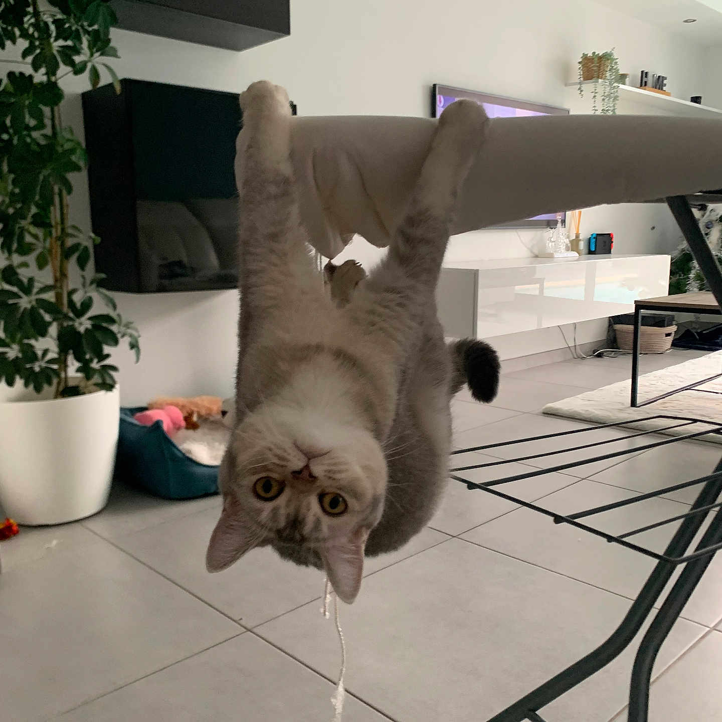 Maya participe au concours pour gagner de l'argent avec cette photo : acrobatic, animal, basket, cat, chair, curious, cushion, floor, furniture, indoor, living_room, modern, pet, plant, playful, television, tile_floor, toy, upside_down, window