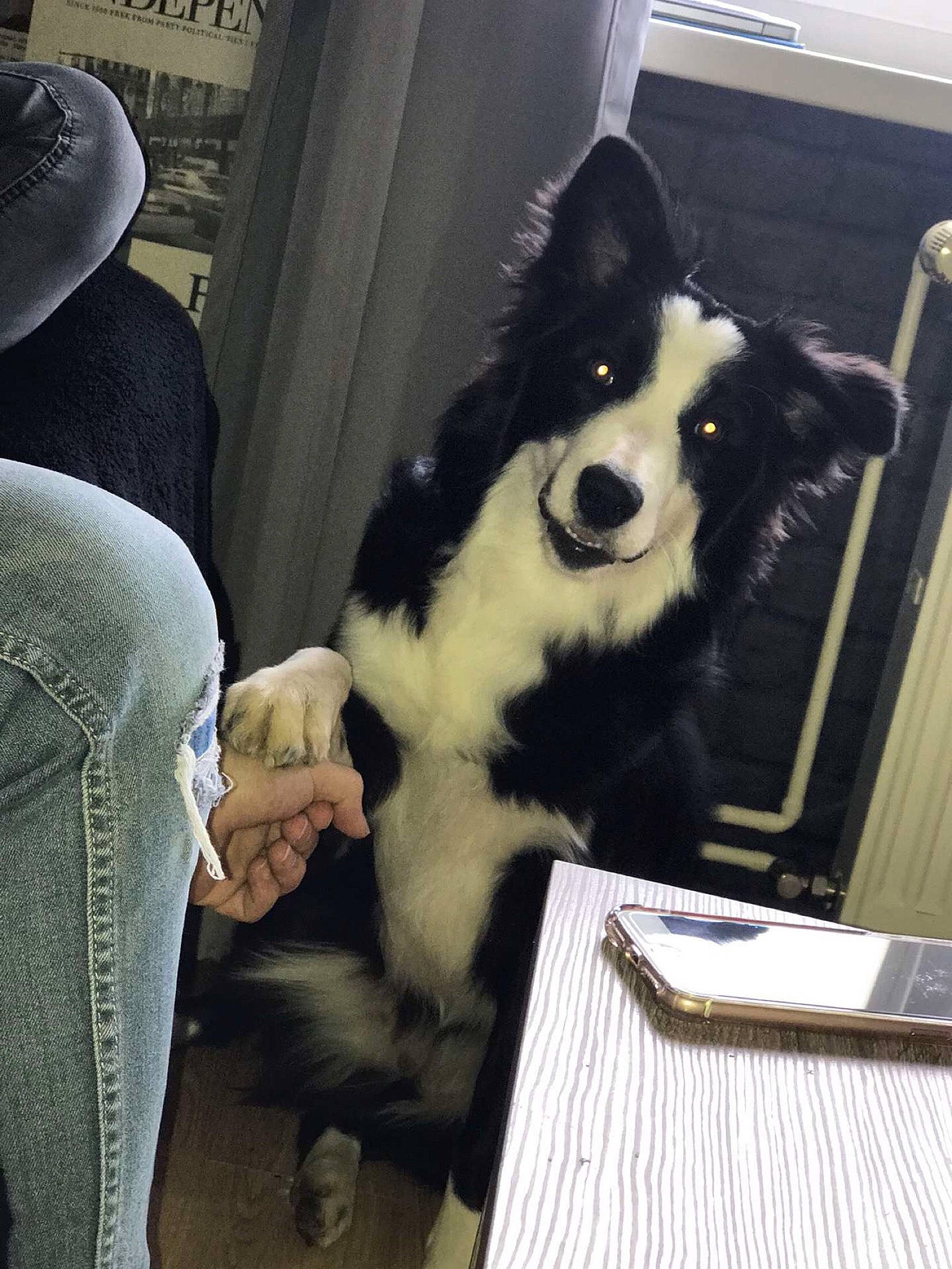 Nala a rejoint le concours — aidez-le/la à gagner de superbes lots ! baseball_cap, cap, carnivore, companion_dog, dog, dog_breed, dog_supply, fedora, fur, hat, herding_dog, siberian_husky, sitting, sporting_group, square, street_fashion, sun_hat, table, working_animal, working_dog